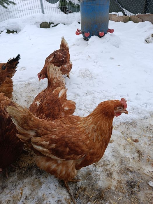 Kury nioski Novogen 24 tygodnie .