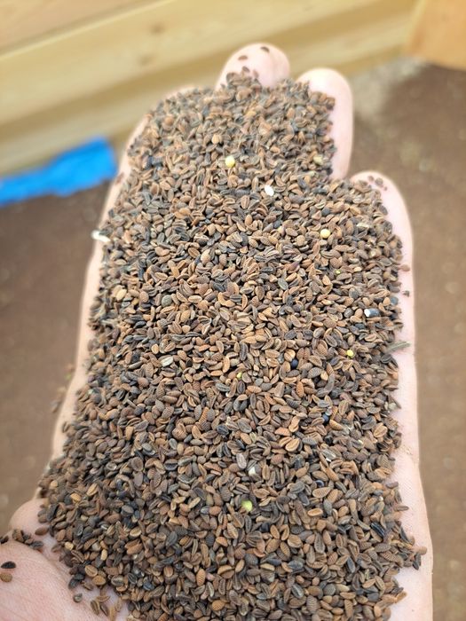 Facelja błękitna poplony