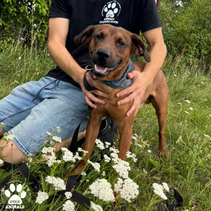 Mikuś szuka domu!