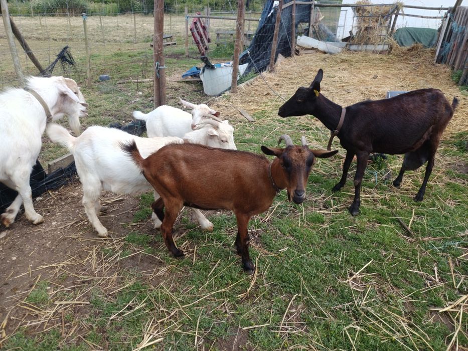 1 chibo e 2 cabras