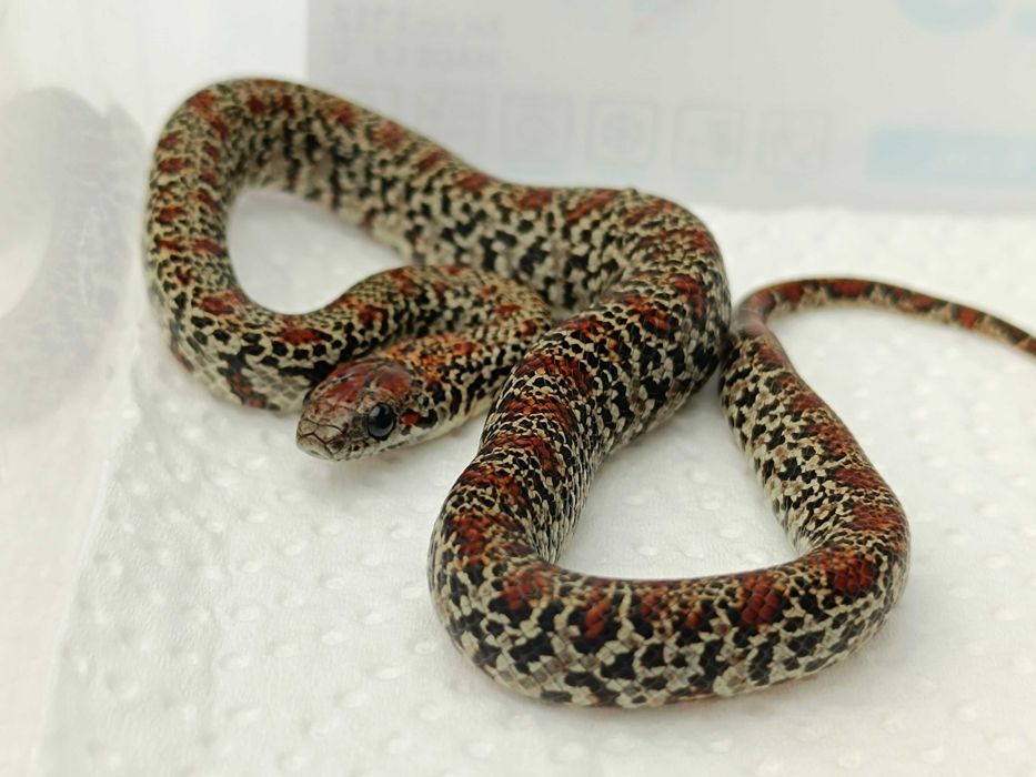 Lancetogłów meksykański / Lampropeltis mexicana / Samica / Odmiana:  Ultragranit / ID: C3