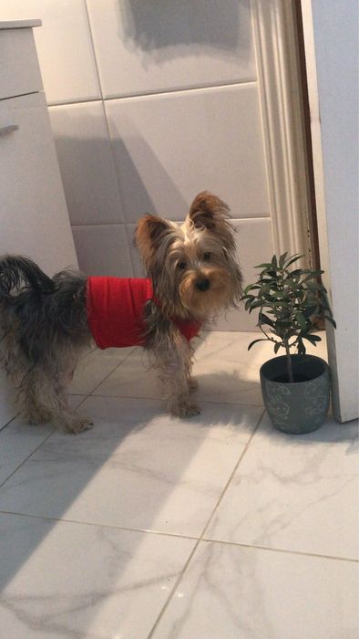 Yorkshire para adoção responsavel