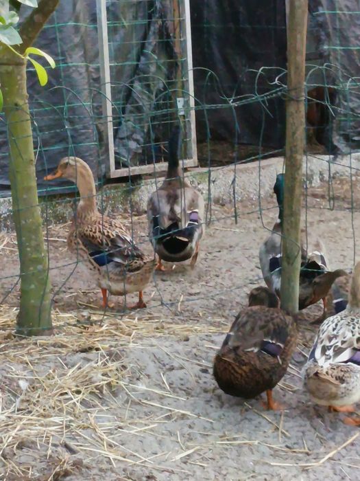 Patos Rouen (casal)