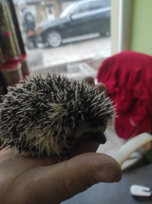 Jeż pigmejski młodziutkie maluszki