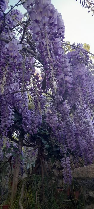 Trepadeira de glicinias de cor lilás.
