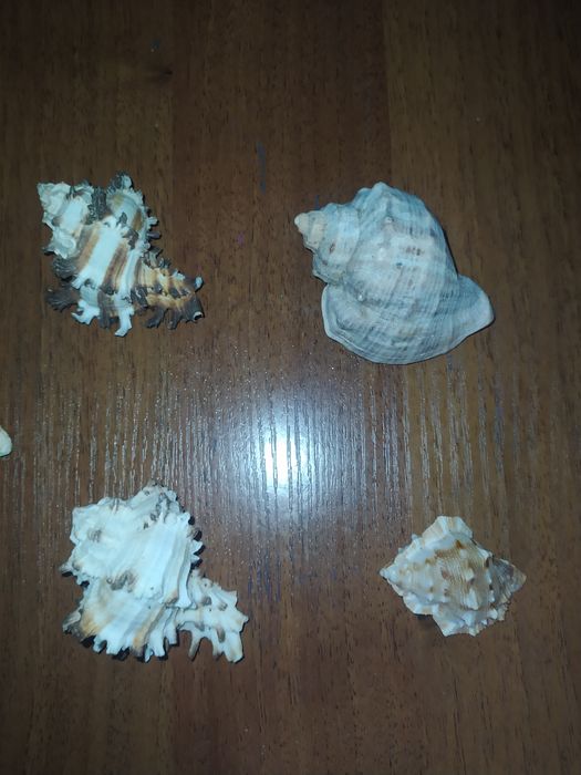 Мушлі Чорноморські
