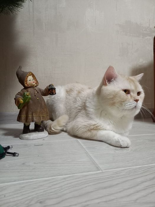 Шотландський  кіт в"язка