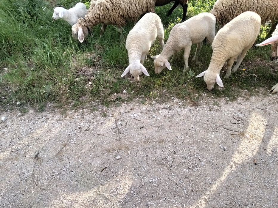 Vende-se três borregos