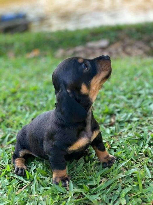 Грація в кожному русі