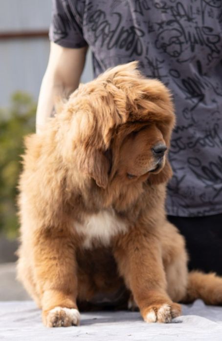 Девочка Тибетский Мастиф