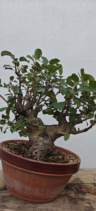 Macieira Bonsai, malus evereste