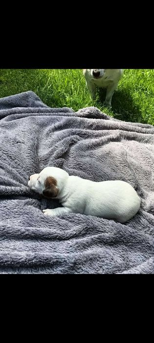 Jack russell terrier suczka nr.1 Stary Sącz