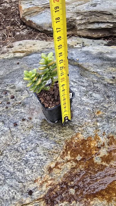 Grubosz  Kkomengi korean ultracompact 
$60