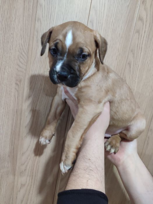 Щенки амстаф. Родились: 27.02.2026