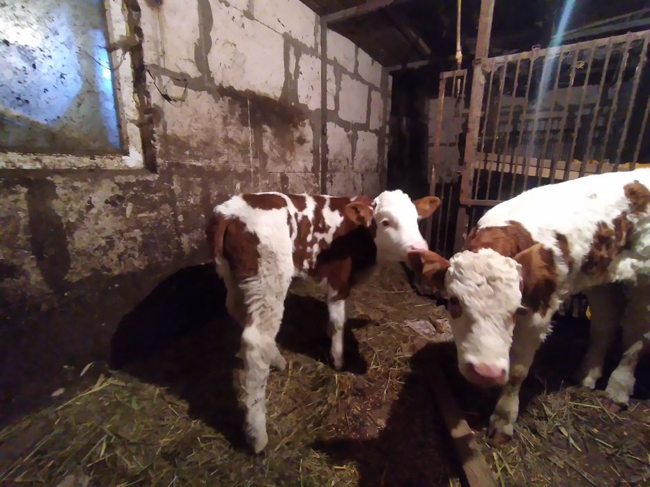 Продам тёлочку 1 месец на хохяйство