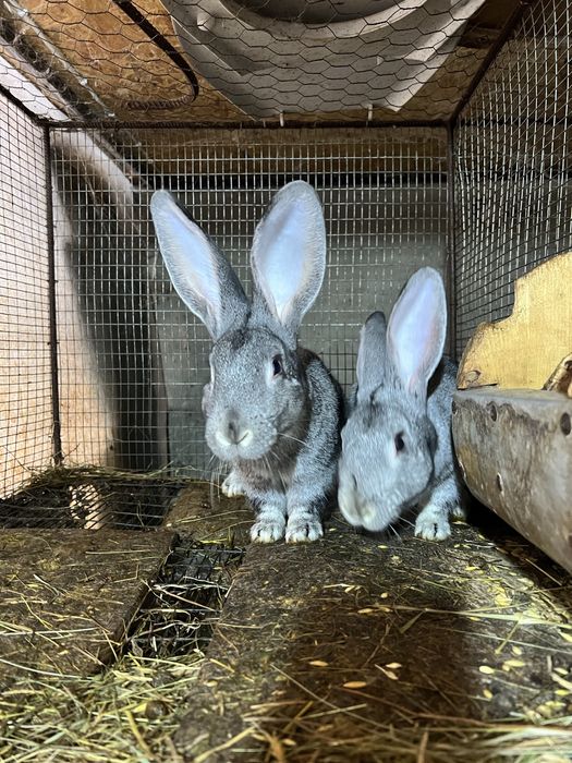 Подам Кролики порода шиншила