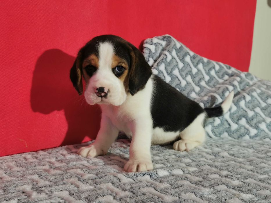 Beagle piękny piesek 8 tygodni
