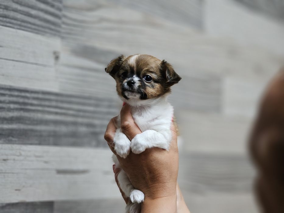 Chihuahua długowłosa dziewczynka LATTE