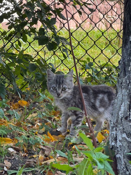 Кошеня безкоштовно