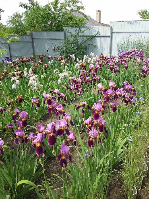 Ірис старі сорти квіти півники