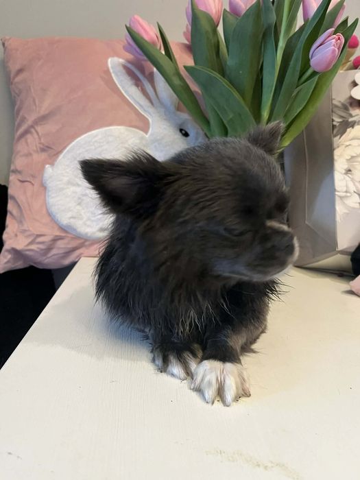 Piekny niebieski chłopczyk Zarezerwowany