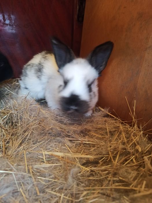 Продам пушистиков (кролики)