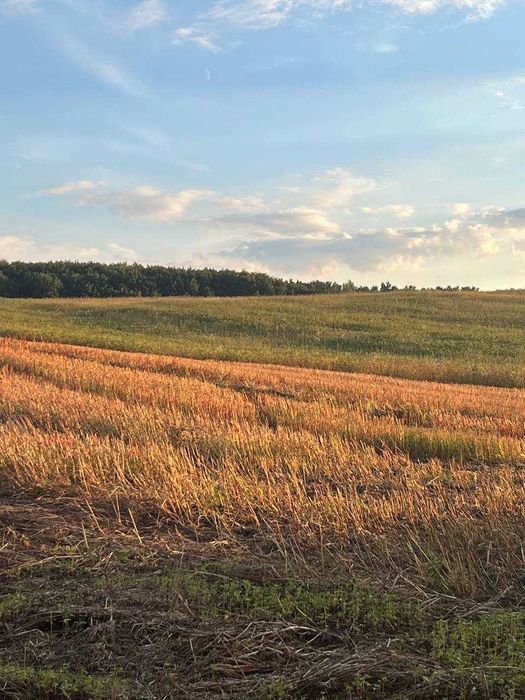 Земля с. Тарасово 25 сот сільськогосподарського призначення