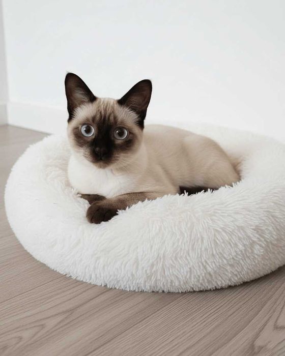 Setúbal / Margem Sul / Lisboa — PICO, gatinho cego p/ adoção especial