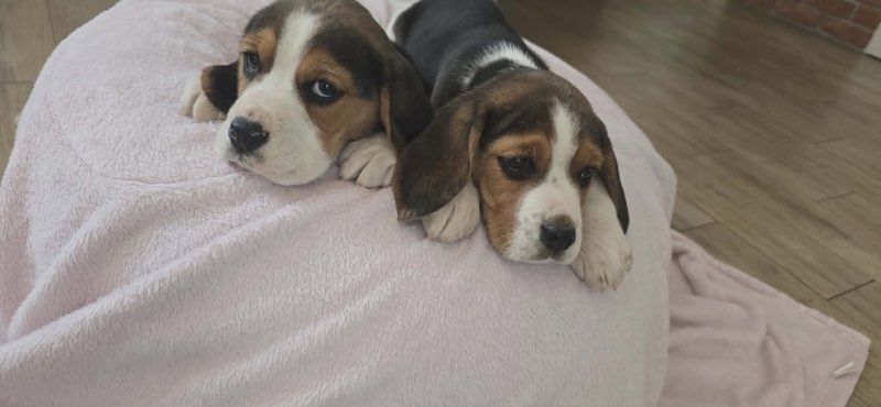 Beagle trikolor aktualne