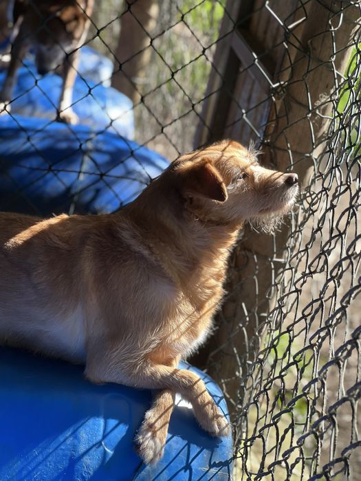 Cadela para adoçao responsavel