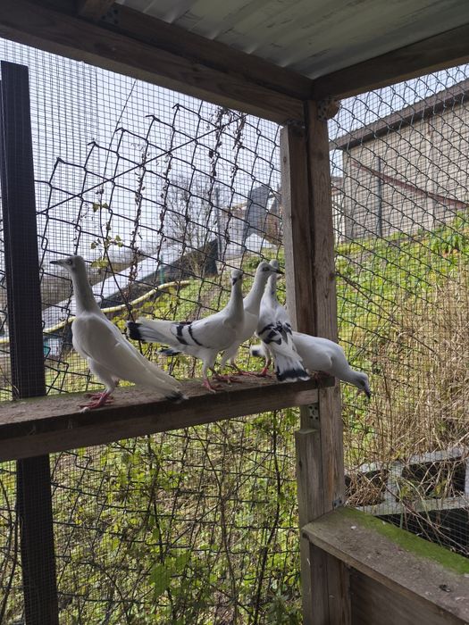 Sprzedam srebniaki pasiaki z tego roku