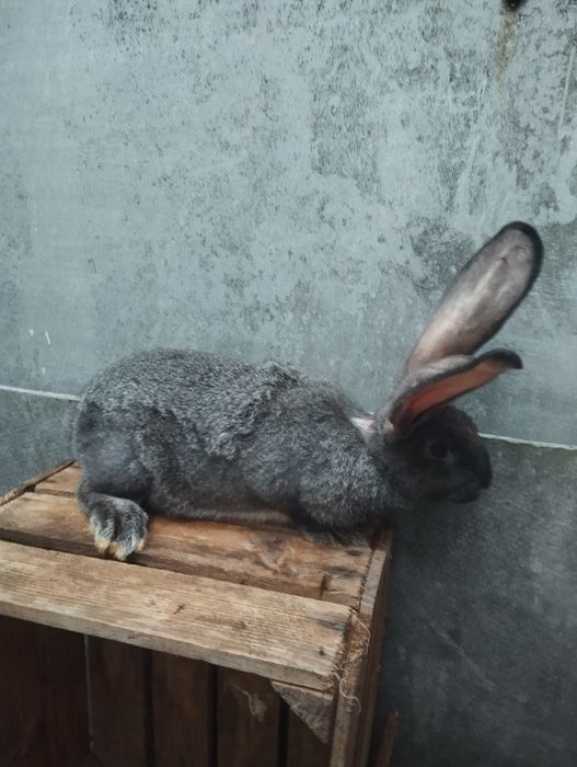 Європейська шиншила