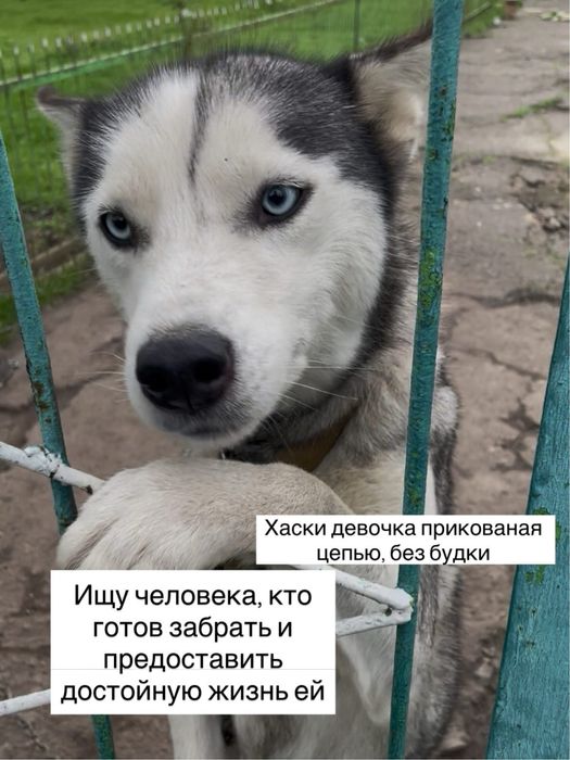 Ищем семью для Хаски