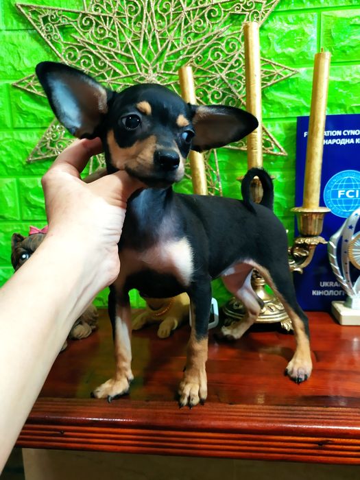 Красивая крепкая малышка 4мес в любящую семью! Док.КСУ! Чип,привита!