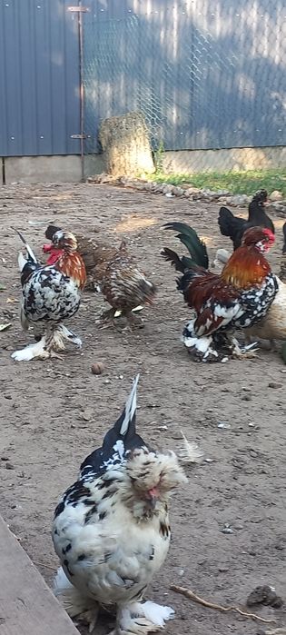 Алтайська бентамка  півники