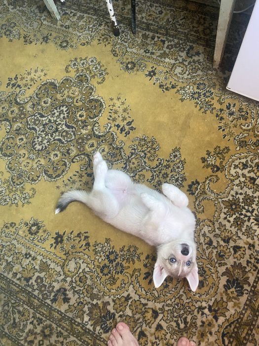 Щенки хаски