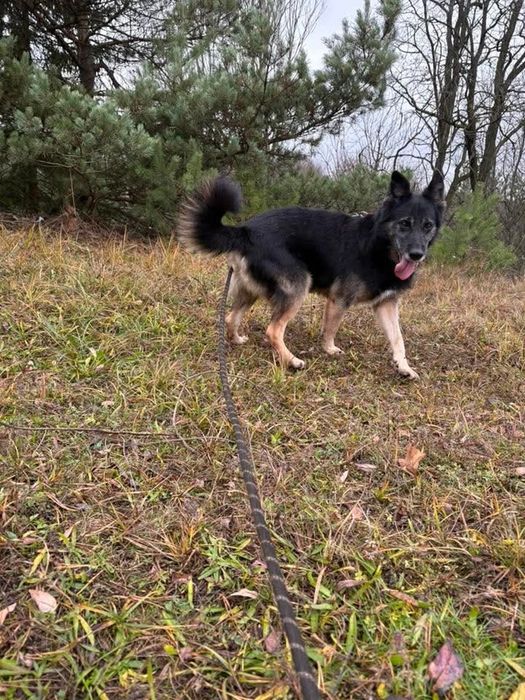 Mądry i uroczy Zandi- adoptuj niechcianego psa
