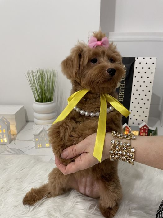 Помапу — Гарантовано закохаєтесь з першого погляду