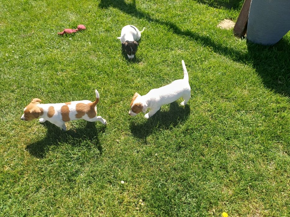 Szczeniaki Jack Russell Terrier