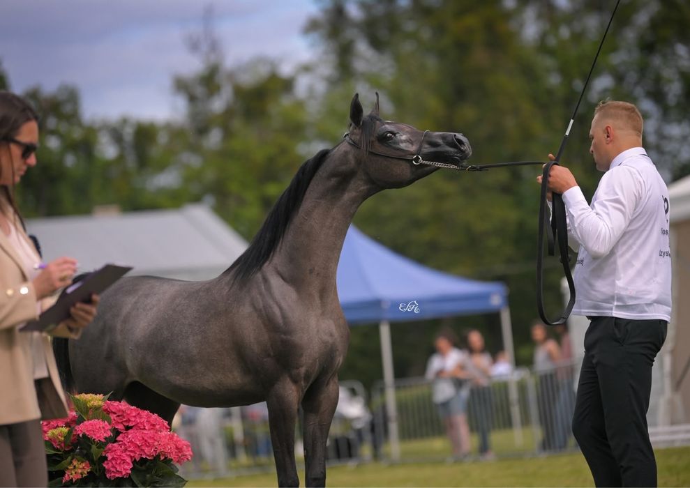 Klacz arabska po championatach