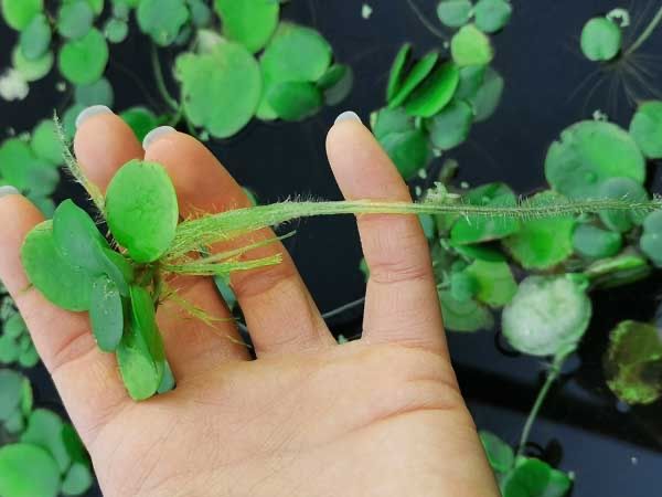 Limnobium laevigatum planta flutuante