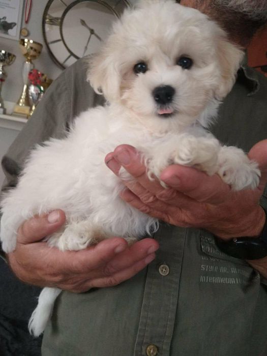 Bichon frise dziewczynka