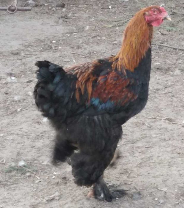 Kury koguty Brahma