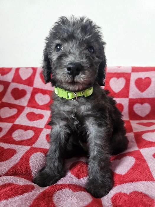 Bedlington terrier ZkwP Cotton Monkey FCI sunia