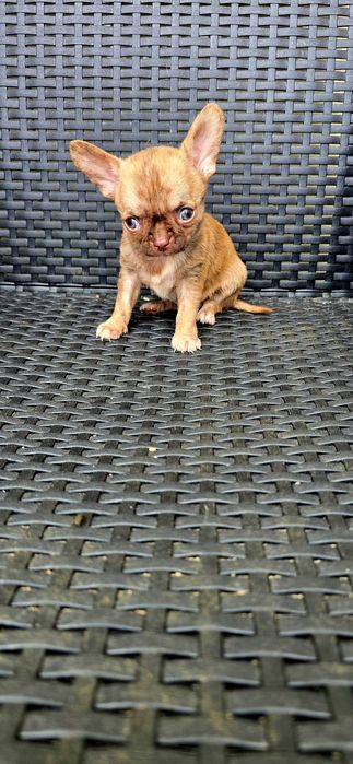 Chihuahua macho PEQUENINO