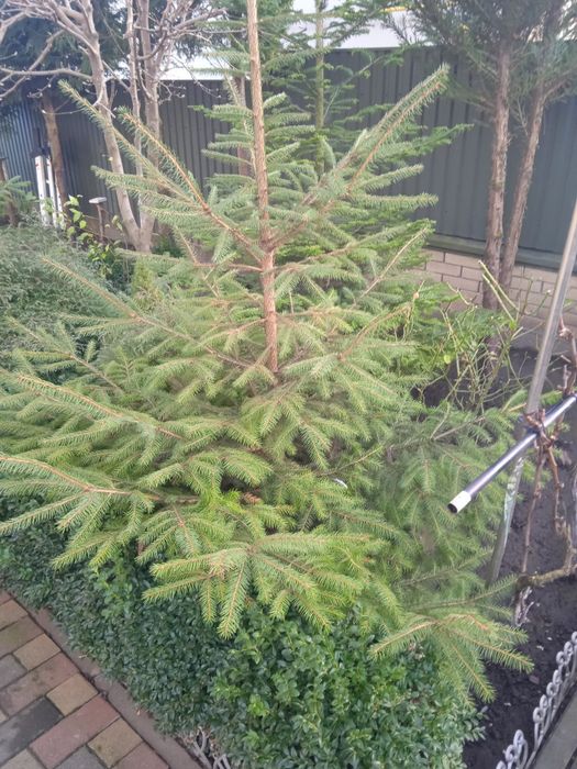 Продам Ялини на Різдво.Підзріз живі.