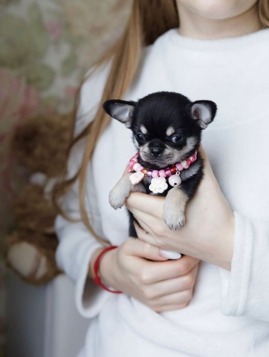 Mini dziewczynka chihuahua fci