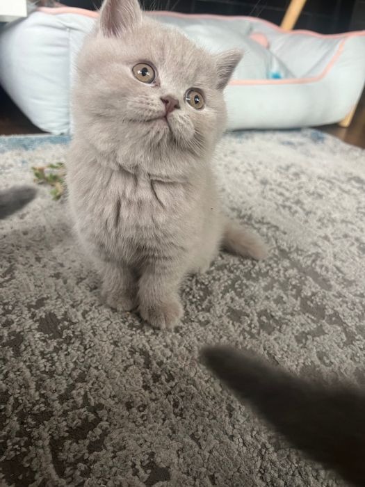 Kotki brytyjskie z rodowodem Liliowe i niebieskie