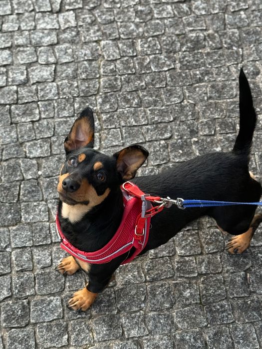 Pinscher macho para adoção – 2 anos, castrado