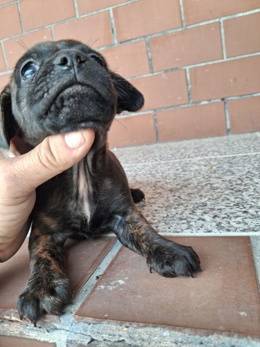 Fêmea anã 2 meses